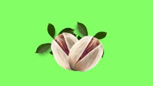 Round Pistachio wholesaler